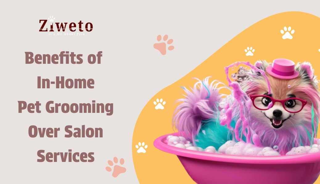 Best Pet Grooming Services In Hyderabad